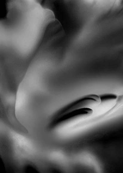 Macro Floral