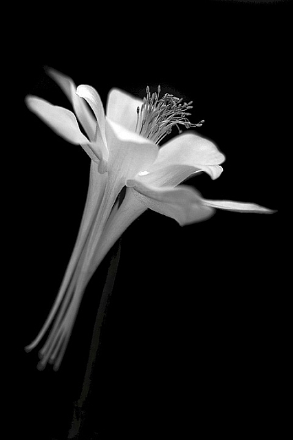 Arabesque