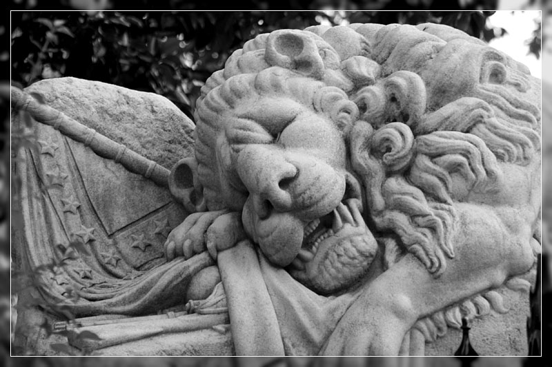 The Lion