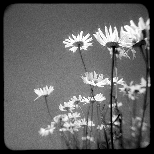 Daisies*