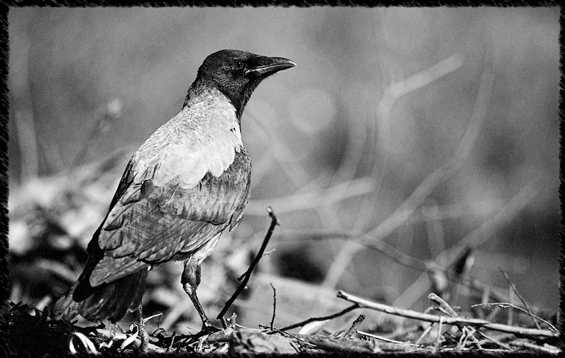 Crow