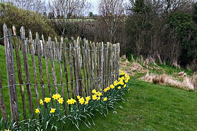 Daffodil Hill