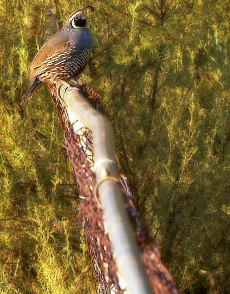 California Quail