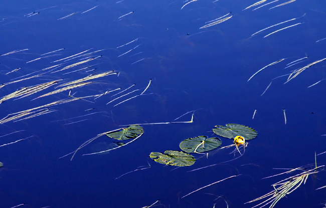 Lily Pads
