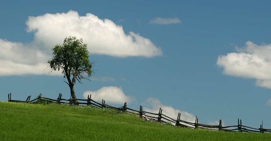 Another Lonely Tree *