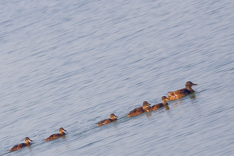 Swim In Line, Children!*