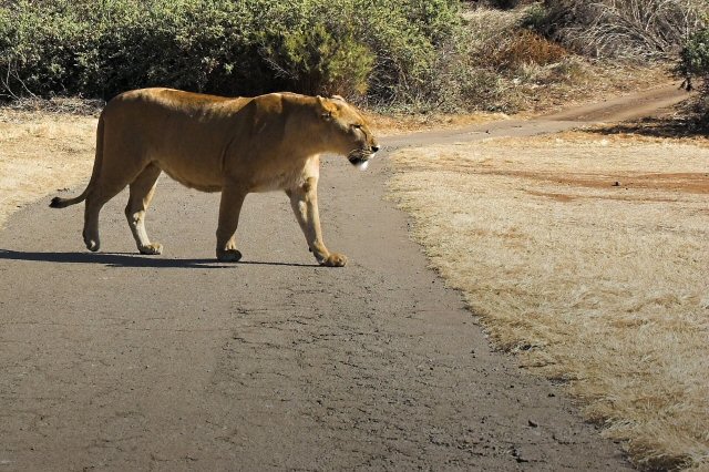 Did someone say something about leading lions?