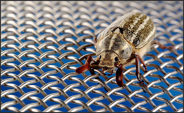 June Bug