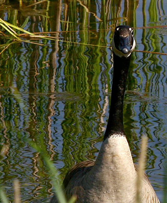 The Sentry