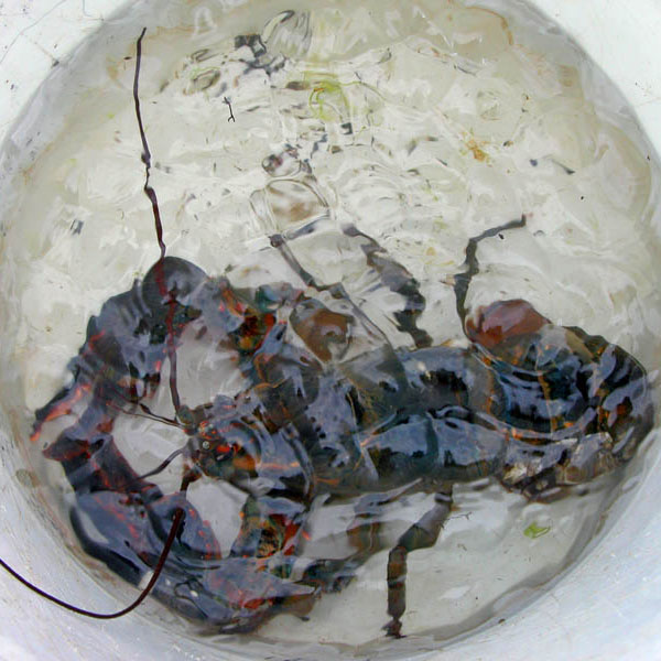 Lobster Bucket *