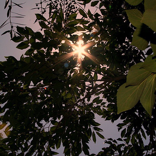 Sunburst