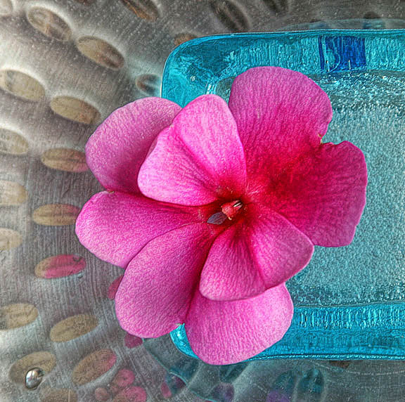 Posing Petals *