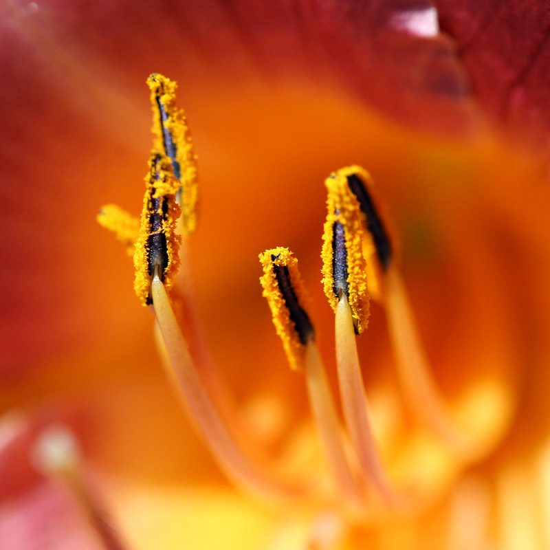 Sexy Daylily II<br>Full Blown *