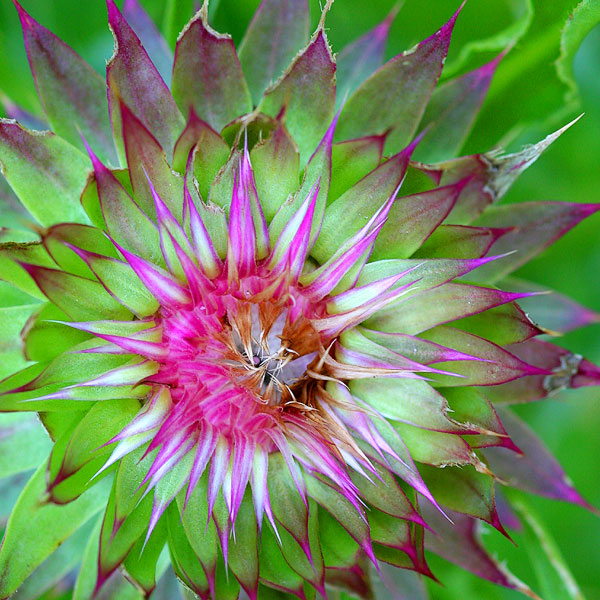 Natures Kaleidoscope  *
