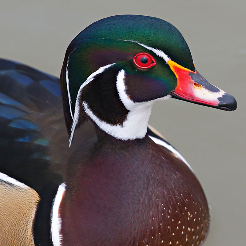 Wood Duck *