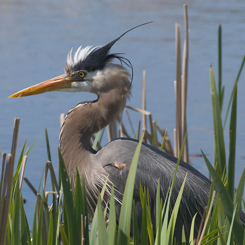 Blue Heron *