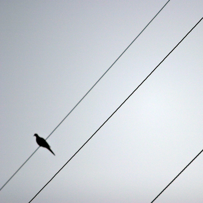 A bird (*)