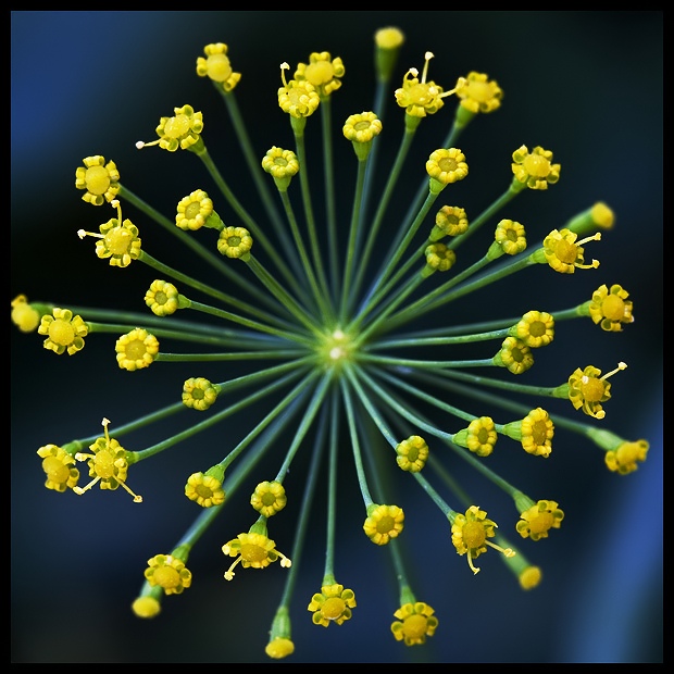 <b>7th Place</b><br>Garden Fireworks<br>by kt