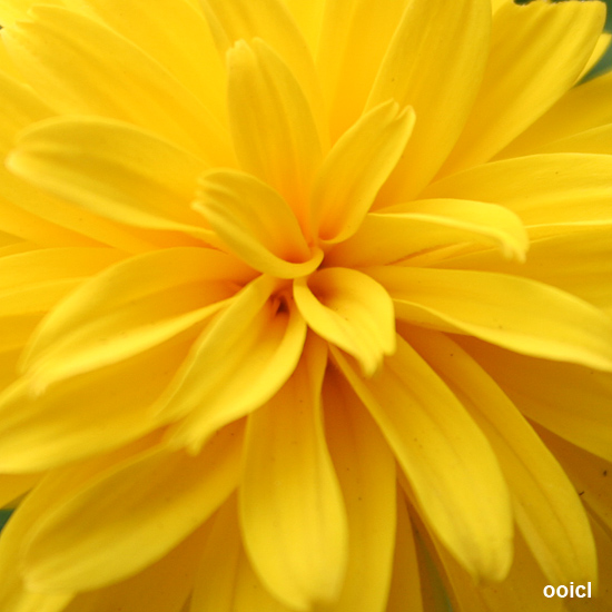 Yellow petals *