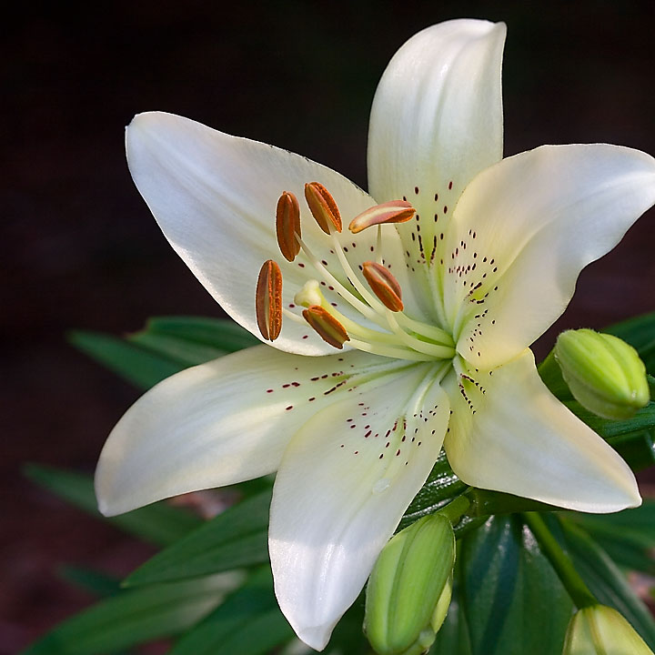Pale Lily *