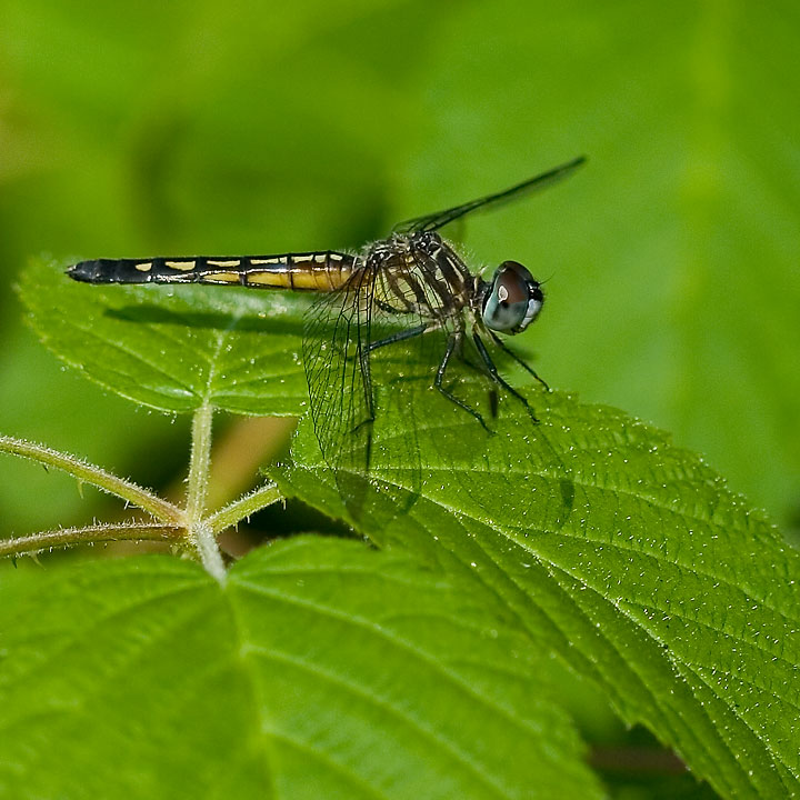 Blue Dasher Female *