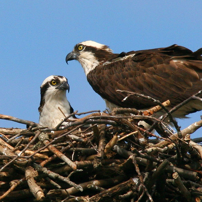 Mother and Child  *