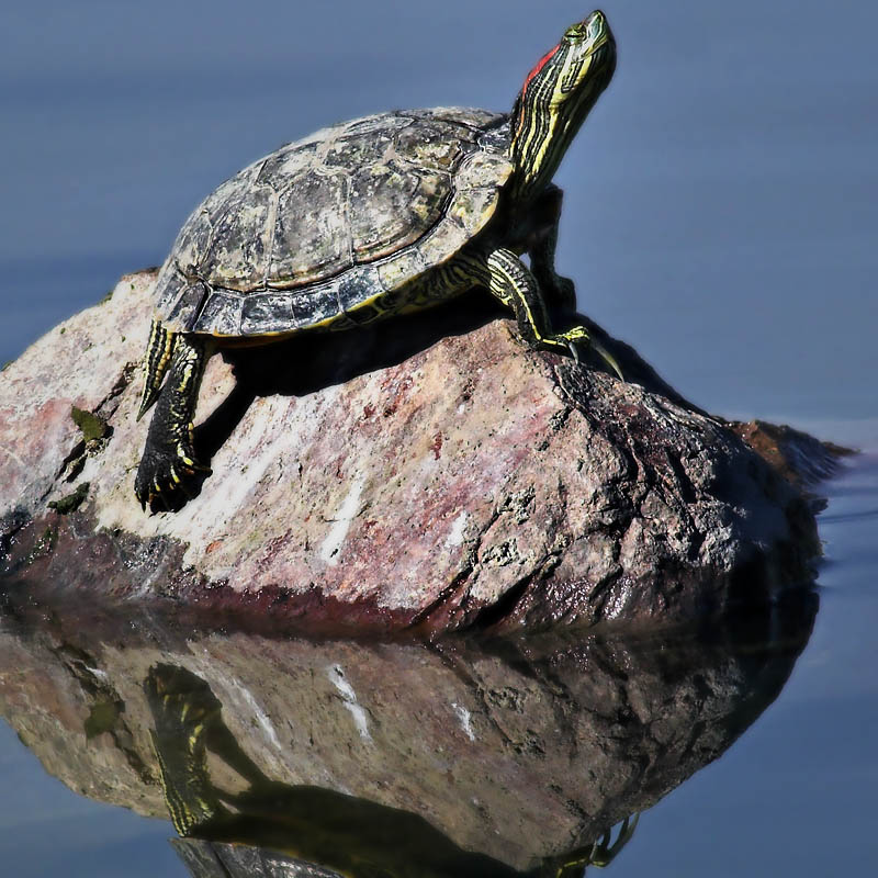 Boxed Turtle *