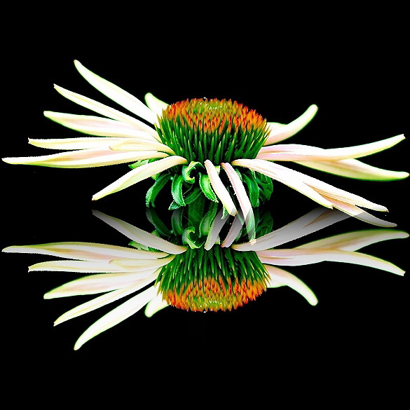 Cone Mirage