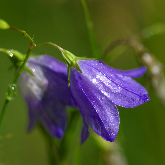 Dew n Bluebells
