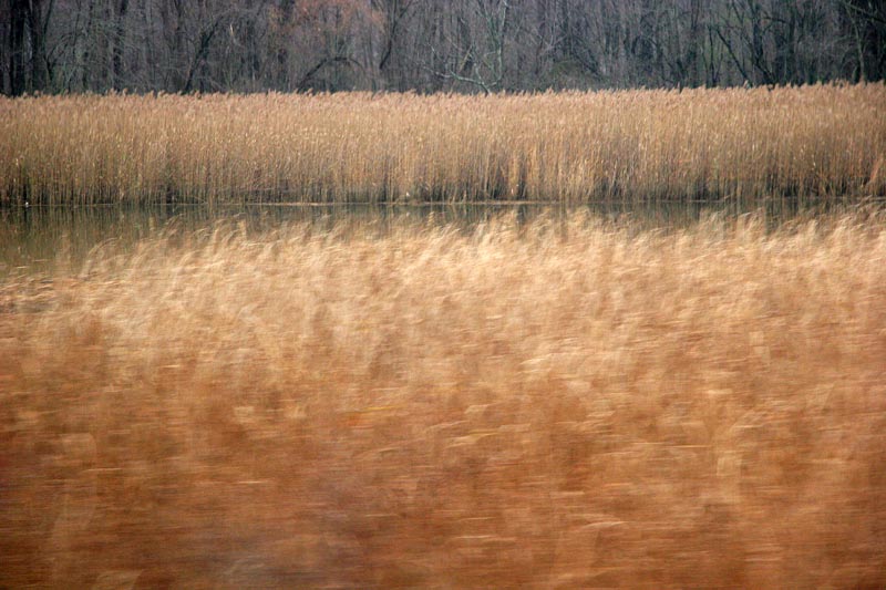 Field of Dreams *