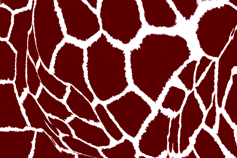 <b>5th Place</b><br>At The Zoo<br>by Michael Shealy