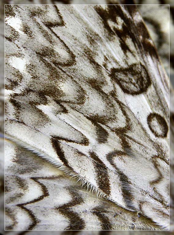 Wing and a Prayer