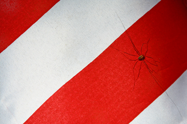  Red, White and Spider/Flower