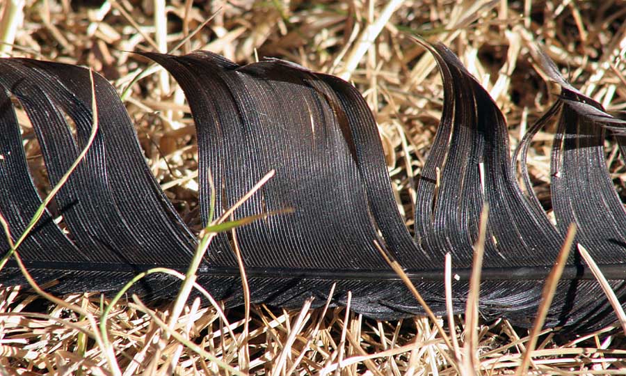 Feather Fallen. . .    *