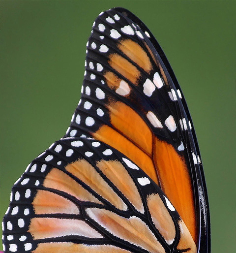 Wings
