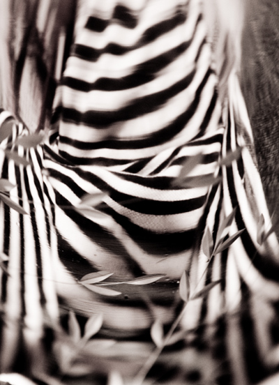 * African waterhole