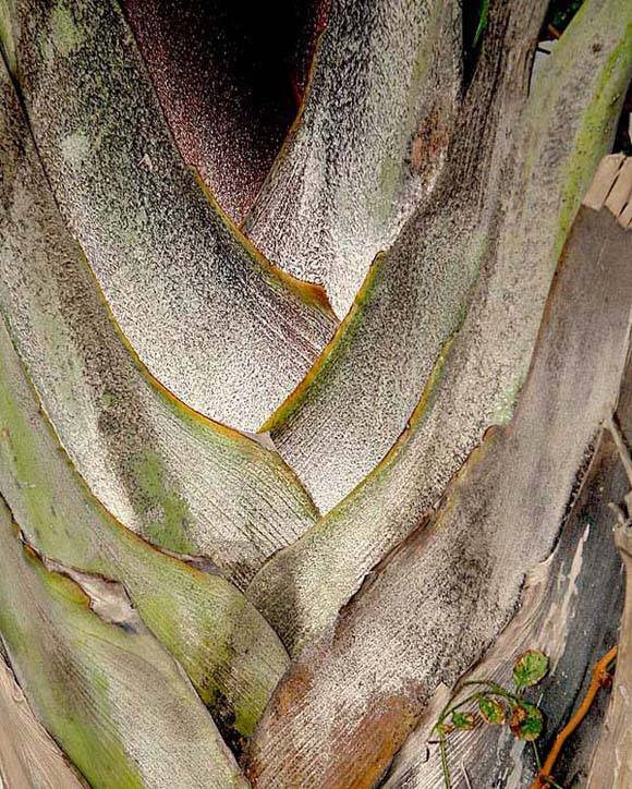 Tree Art.jpg