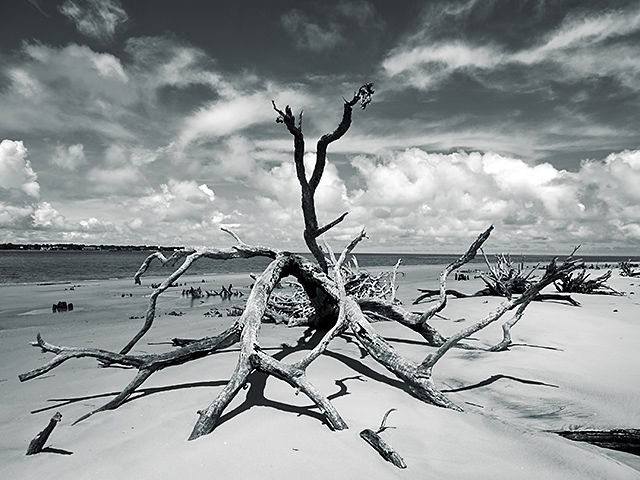<b>7th Place</b><br>tree<br>by theFly