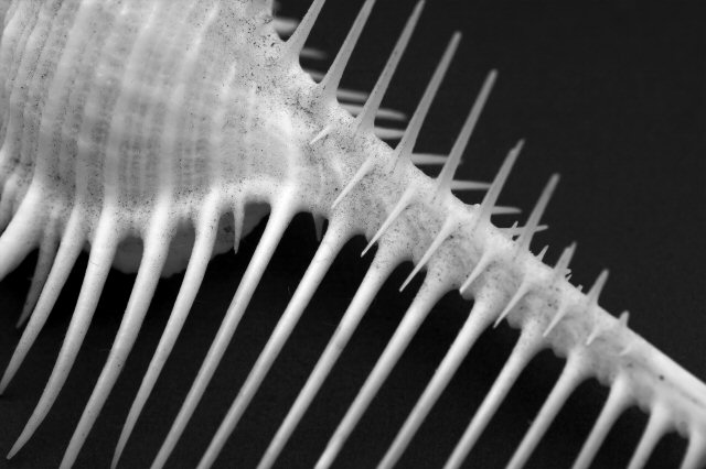 Sea Shell