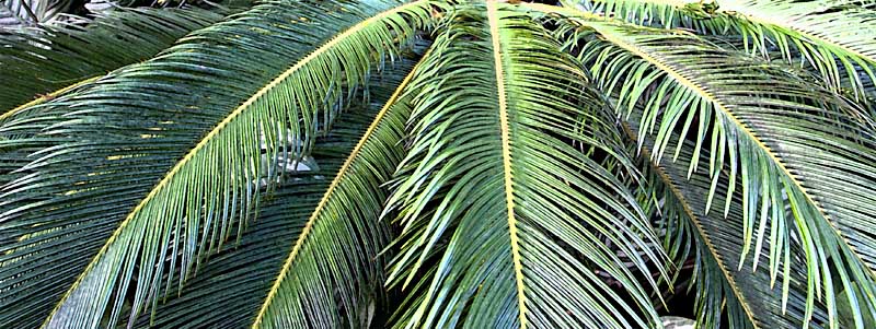 Palm Fronds al Fresco *