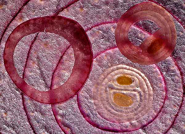 Onion Circles *