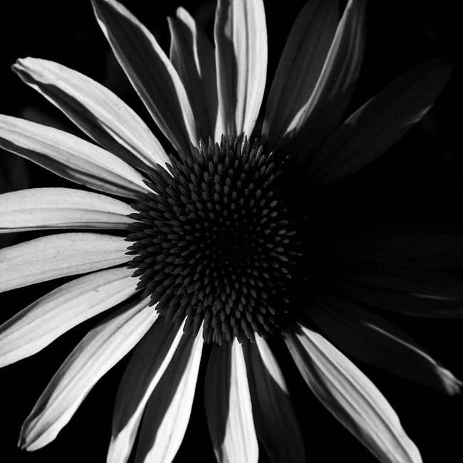  Cone Flower