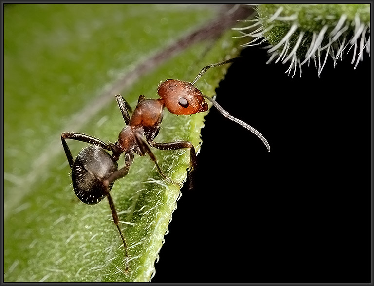 Wood Ant