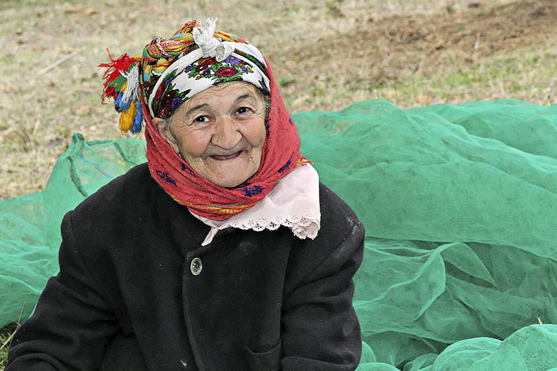 Olives harvest *