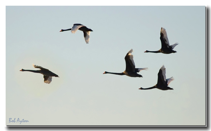 Black Swans