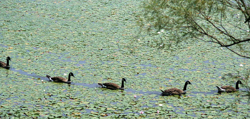 Got My Geese in a Row *