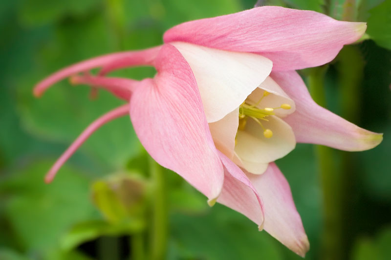 Five Pink Five White