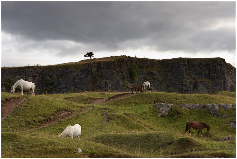 Five Horses and a Tree