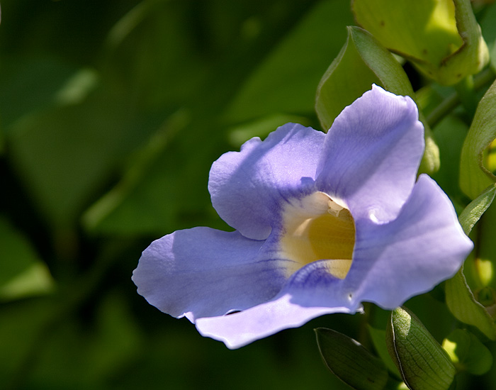 September Vine