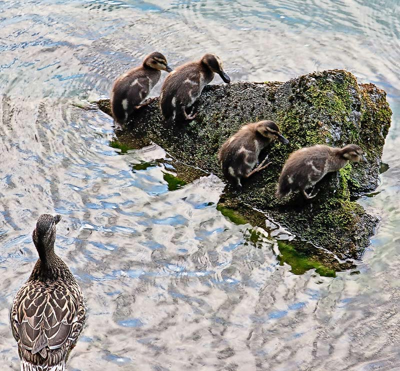 Five Ducks